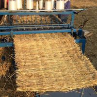 上海降溫，注意綠化植物，大樹(shù)防寒保暖，注意鐵樹(shù)，海棗樹(shù)防凍