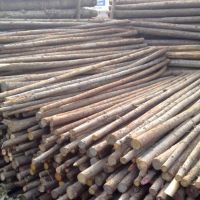 杉木樁|杉木綠化桿，支撐剛，鋼管支撐等批發(fā)，上海哪里有