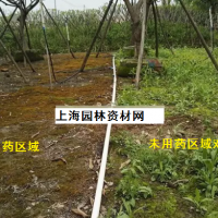 草坪里的雜草怎么去除，上海綠化養(yǎng)護草坪雜草如何管理