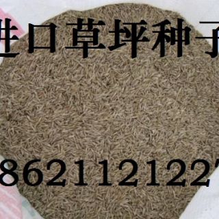 上海各類(lèi)黑麥草草籽批發(fā)零售