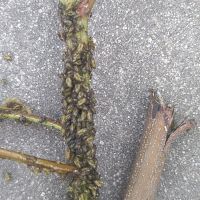 上海園林綠化養(yǎng)護病蟲害高發(fā)，欒樹多態(tài)芽蟲防治