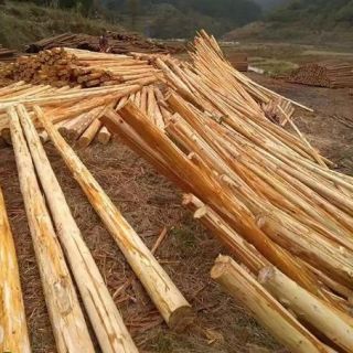 上海削皮杉木樁，浦東去皮杉木支撐，大樹(shù)支撐